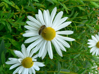 Fototapeta premium Blumenblüte mit Biene