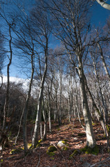 fagus forest