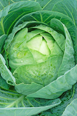 Fototapeta premium Сlose-up of fresh cabbage vegetable