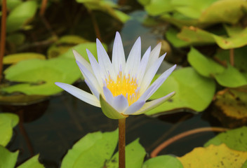 image of a lotus flower in the pond