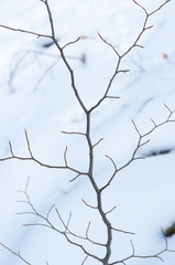 Fototapeta na wymiar branch in winter