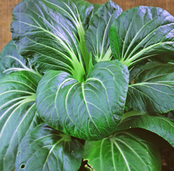 Obraz premium Chinese cabbage (bok choy)