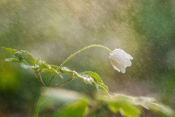 White anemone in the rain