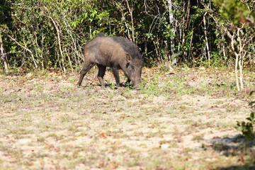 Wild boar, Sus scrofa cristalus, Wilpattu, Sri Lanka