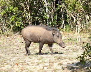 Fototapeta na wymiar Wild boar, Sus scrofa cristalus, Wilpattu, Sri Lanka
