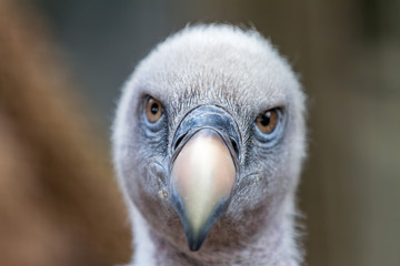 vulture