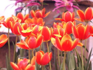 Tulips orange soft image / Orange Tulips wallpaper