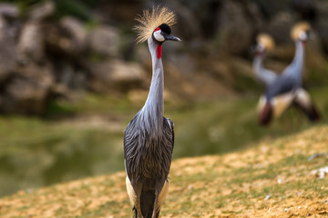 Fototapeta premium Crowned Crane