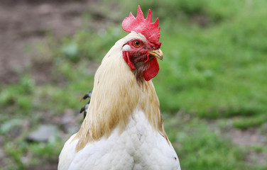 Ein Hahn auf einem Bauernhof