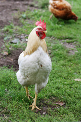 Ein Hahn auf einem Bauernhof