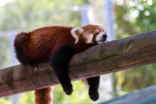 red pander