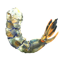 raw fresh tiger shrimp, prawn, isolated, watercolor illustration on white