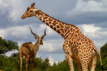 Giraffe and deer