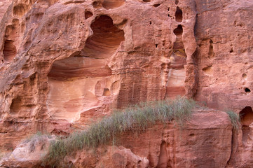 Grass growing on the rocks. Layered rocks in the mountains of Petra, Jordan.