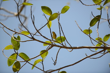 Prairie Warbler (Setophaga discolor)