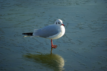 Mouette grise en hiver sur bassin gelé