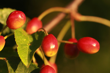 berry