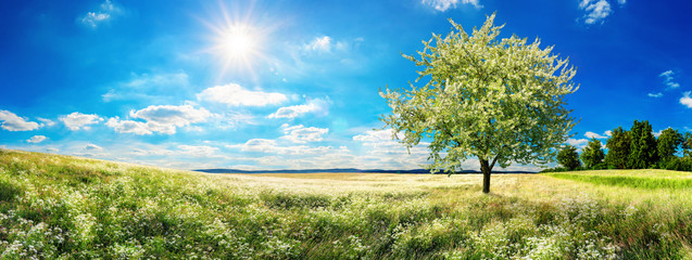 Large prairie au printemps avec un arbre en fleurs, un ciel bleu et un soleil