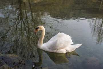Fototapeta premium cigno