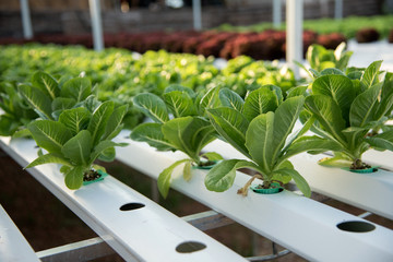 Organic hydroponic vegetable cultivation farm.