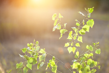 birch branch in the sunset background