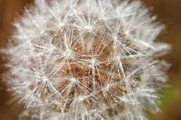 deflorate dandelion close-up