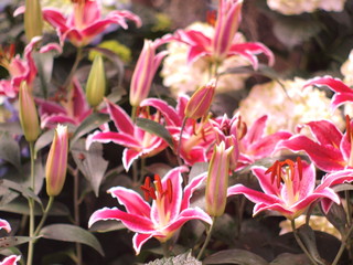 Lily pink soft image / Pink lily wallpaper