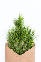 opened craft paper envelope filled with green cereal ears of grass. concept of healthy lifestyle. offer of organic natural food. care of the environment. concept of freshness. top view. flat lay.