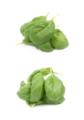 Pile of basil leaves isolated