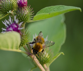 bumblebee on a flower of thistle