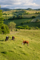 Cows on the Meadow