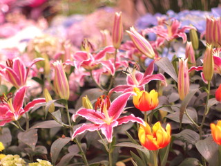 Fototapeta premium Lily pink soft image / Pink lily wallpaper