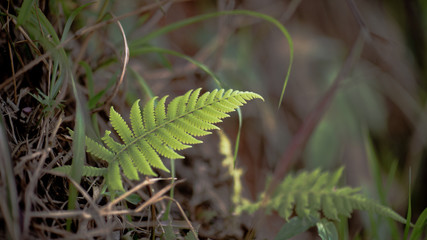 Forest plants get a light from the sun.