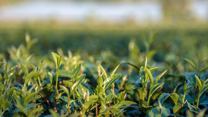 Tree branches and fresh green leaves.