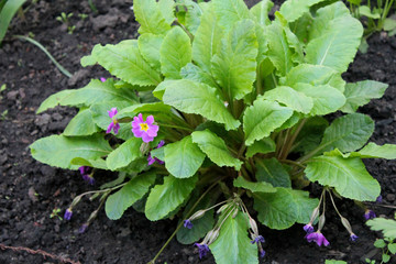 Purple primula