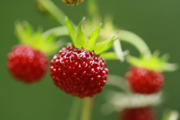 wild strawberry