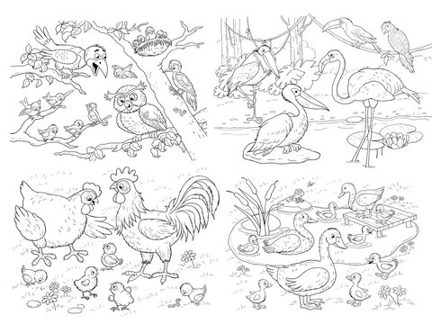 Set of different birds. Four pictures. Illustration for children