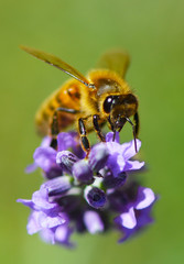 bee in lavender