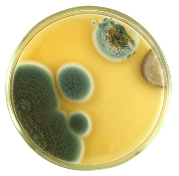 Colonies of allergic mould (genus Penicillium and Aspergillus)  from air spores and biologically damaged constructions on a petri dish (agar plate) isolated on a white background. Focus on full depth.