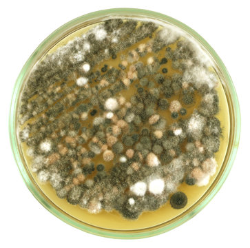 Colonies of mould on a petri dish (agar plate) isolated on a white. Genus Penicillium, Aspergillus, Mucor, Trichoderma and other.  Nutrient agar media  used.  Focus on full depth.