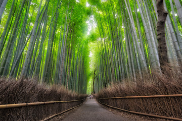 Arashiyama Bamboo forest