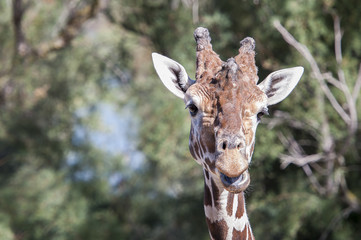 Portrait de girafe