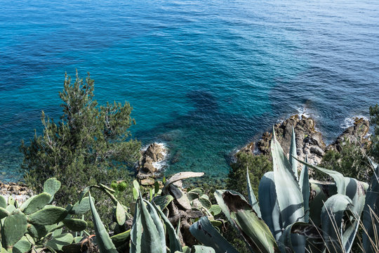 Succulent plants along the coast of Sanremo, Italy