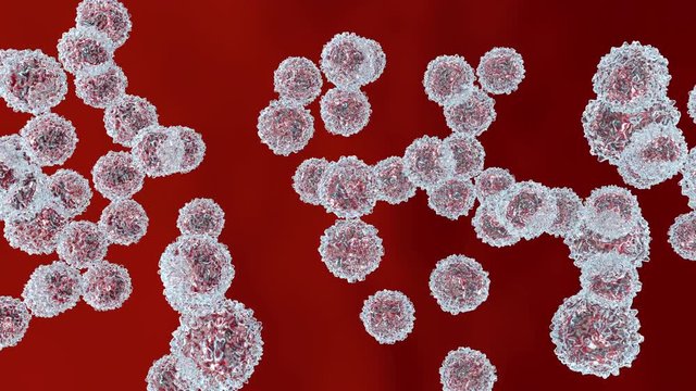 Monocyte type leukocyte cells flowing in the bloodstream.
