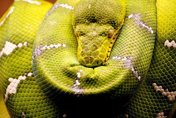 Green snake