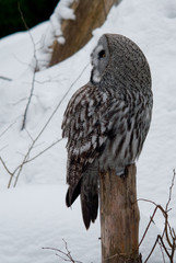 Grey owl is sitting on the stub and is looking back