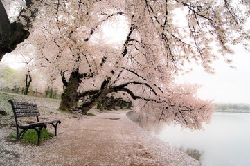 Cherry blossoms 