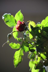 Flowers: roses, orchids, violets and more