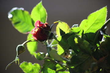 Flowers: roses, orchids, violets and more