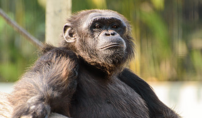 close up face  of a male chimpanzee.